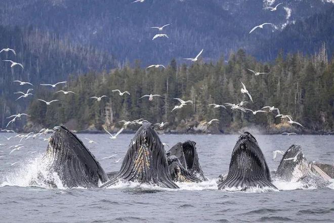 The Nature of Intelligence: From Acceleration to Structural Collaboration